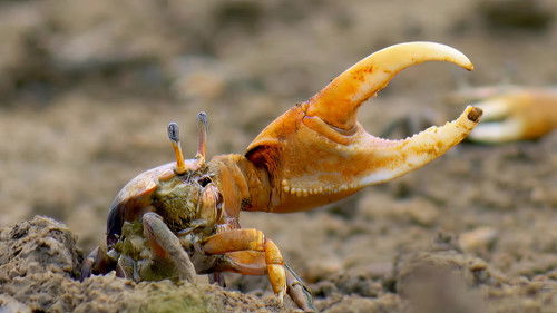 Curiosities of the Caribbean