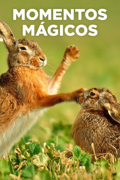 Momentos Mágicos