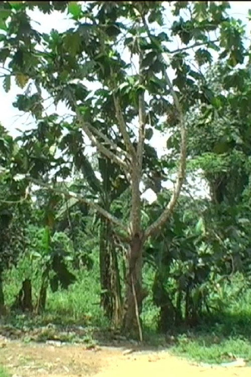 Muantua – Cameroun