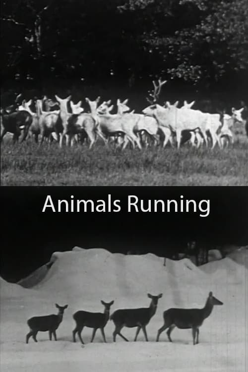 Animals Running (1974)
