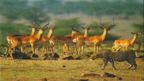 Natural Killers Predators Close Up: Kalahari Supercat