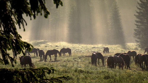 Hooves in the Wind Backdrop Blur