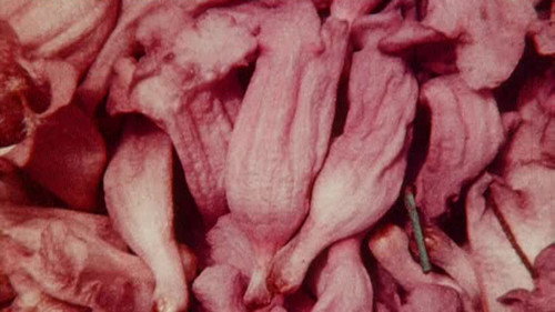 Bark-Rind still