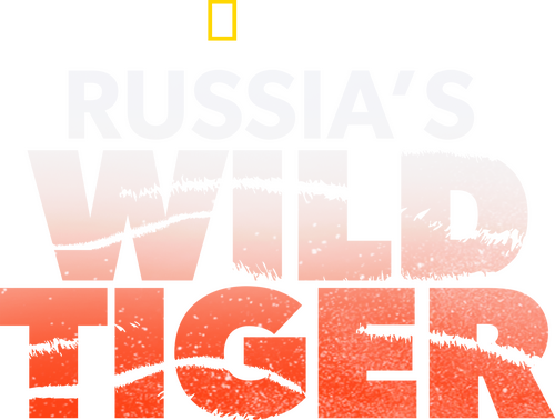Russia's Wild Tiger