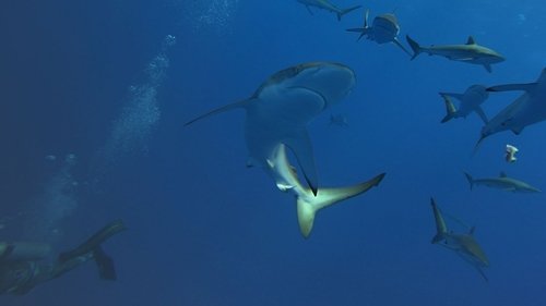 Under Siege – The Sharks of Ascension Island