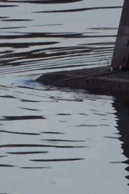 footage shot along the Susquehanna River set to various pieces of music (2020) poster
