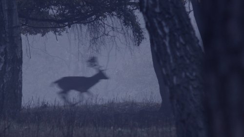 Deer Boy image 5
