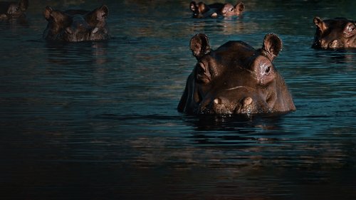 The Drug Lord's Hippos