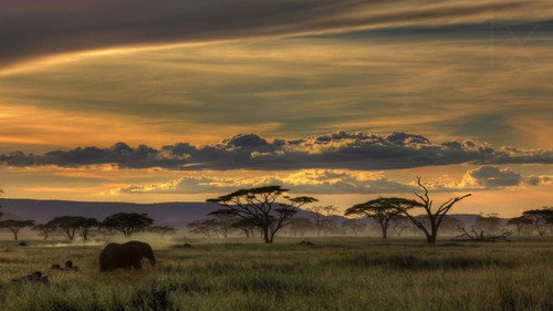 Living Landscapes: Wild Africa Backdrop Blur
