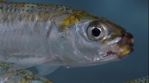 Sardine Run, le plus grand festin de l'océan image 2