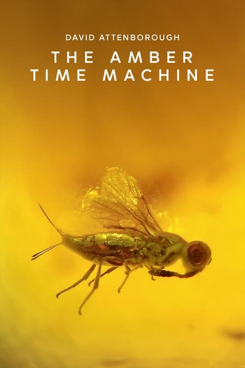 The Amber Time Machine (2004) poster