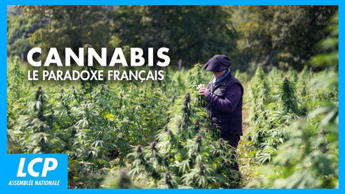 Кадр из Cannabis, un paradoxe français