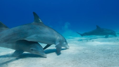 O Misterioso Mundo dos Sons com David Attenborough: 1×1