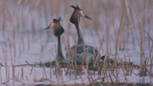 The Sounds of the Northern Forests