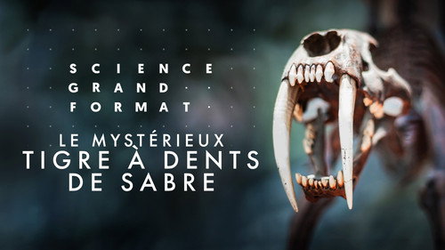 Image Le mystérieux tigre à dents de sabre