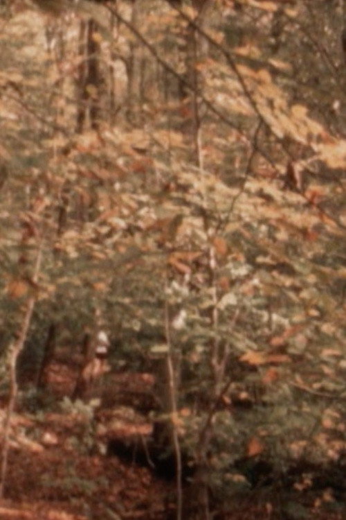 The Air, the Creek, the Leaves
