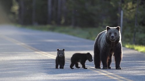 Europe's New Wild