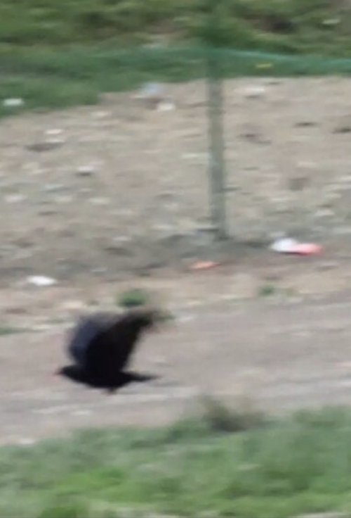 고양이는 자는 척을 할까