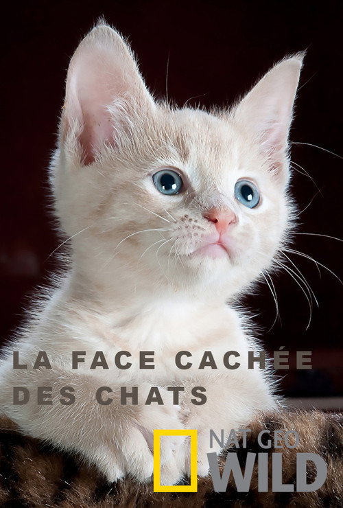 La face cachée des chats