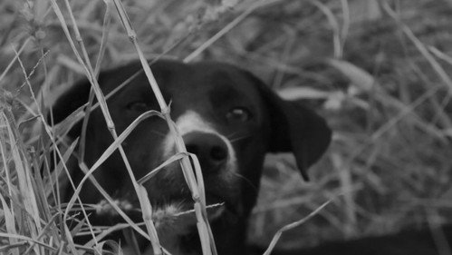 Tierra de Perros Backdrop Blur