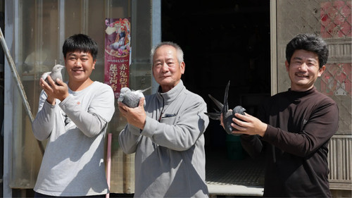 Do Pigeons Want to Go Home?