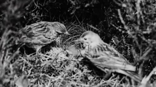 backdrop The Cuckoo's Secret