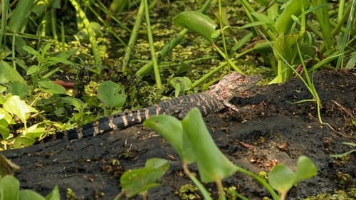 Poster della serie Swamp People