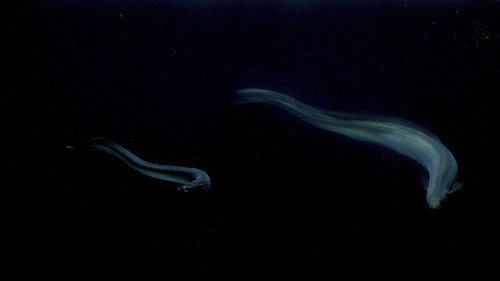 Hidden Dance of Eels