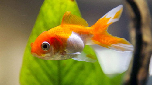 Des poissons, pas si cons ?