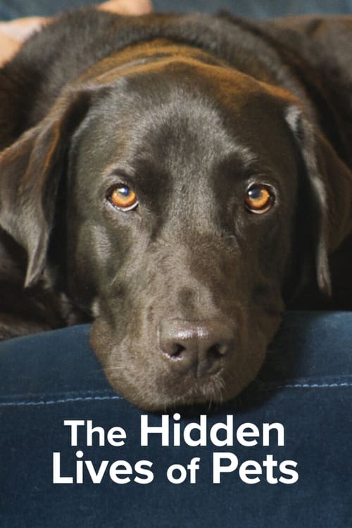 Where to stream The Hidden Lives of Pets