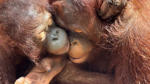 Borneo, the Orangutan's School