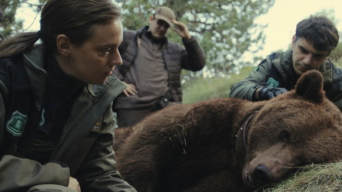 Matar a un oso