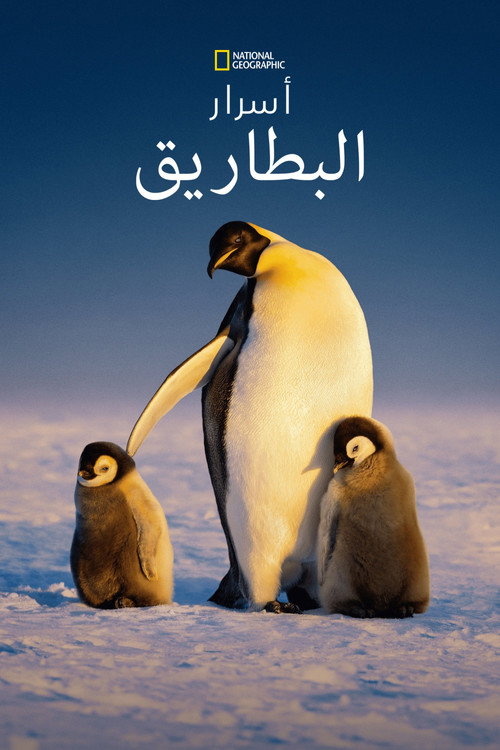 أسرار البطاريق poster