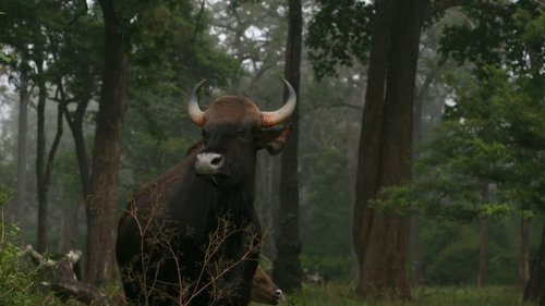 Wild Karnataka Wild Karnataka
