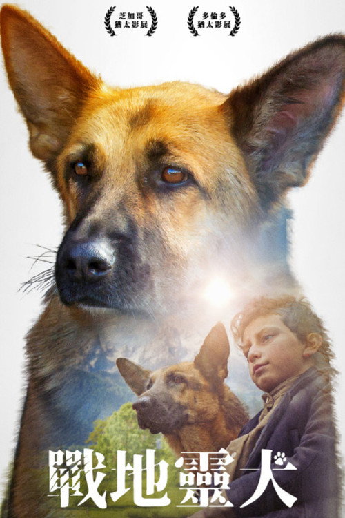 战地灵犬