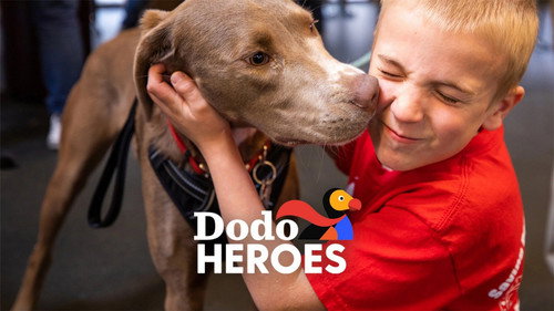 Dodo Heroes still