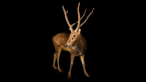 Escena 2 de Rare: Creatures of the Photo Ark