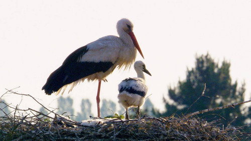 Klappern gehört zum Geschäft: Europas größtes Storchendorf