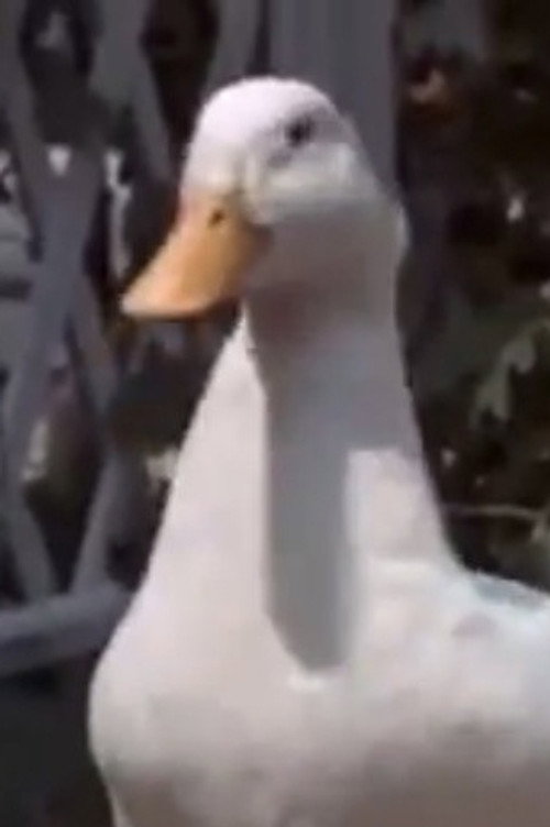 Webfoot Waddle