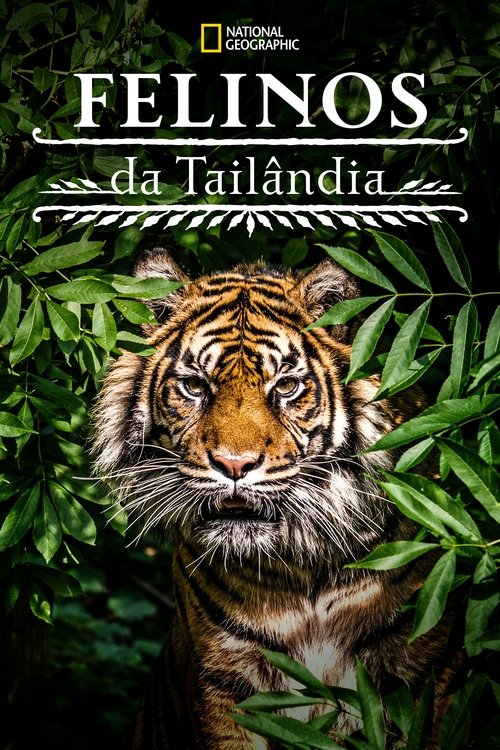 Pôster de Felinos da Tailândia