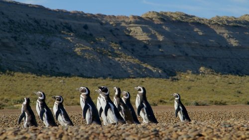 Poster della serie Patagonia: Life on the Edge of the World