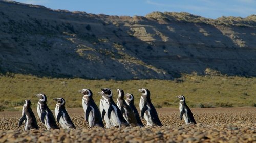 Poster della serie Patagonia: Life at the Edge of the World