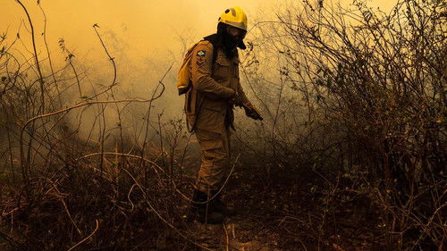 Sinfonia da Sobrevivência