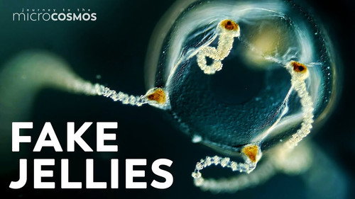 The Double Life of a Fake Jellyfish