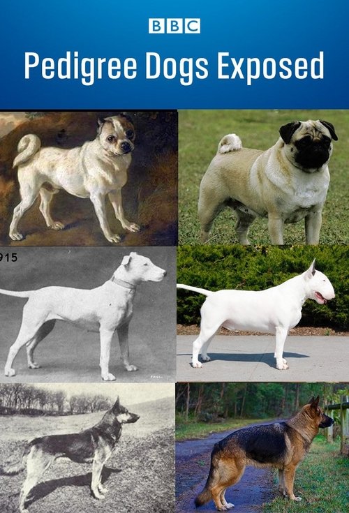 Pedigree Dogs Exposed