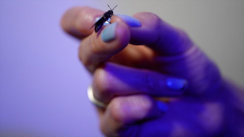 Inside the High-Tech Insect Farm