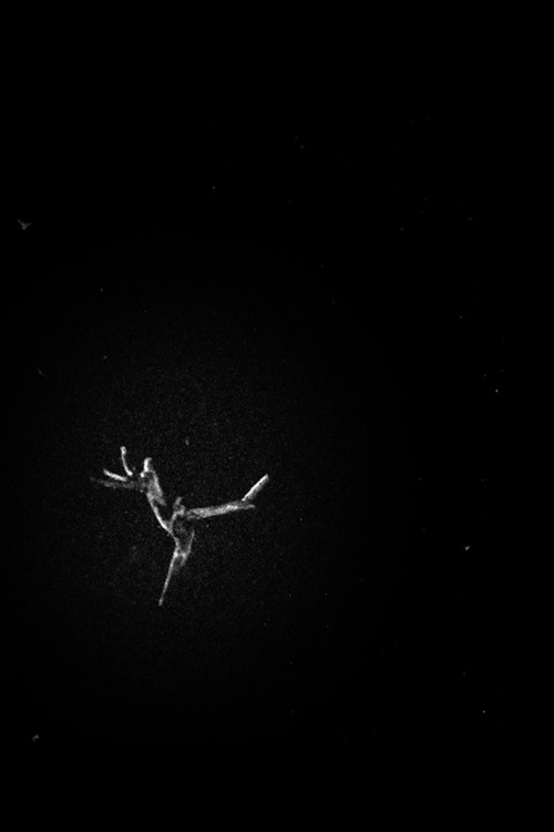 A Film About a Tree I Like