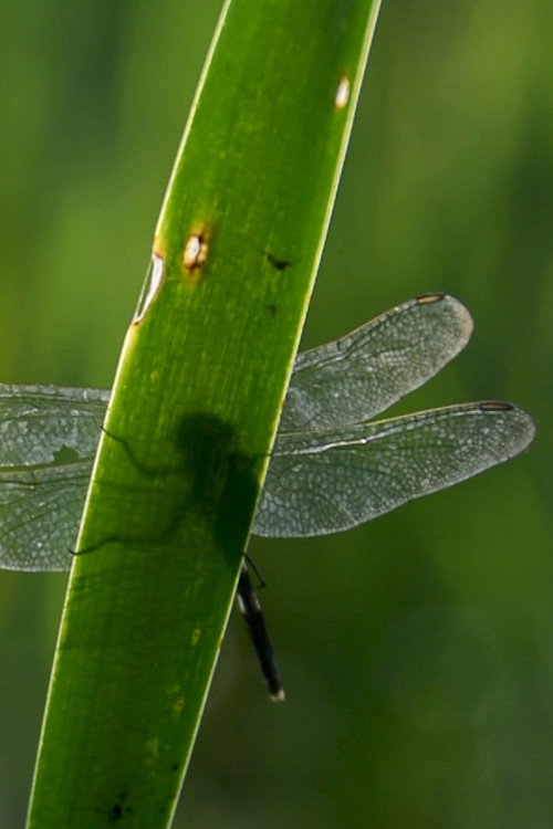 Elytrae