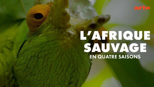 L'Afrique Sauvage En 4 Saisons - Season 1 Backdrop Blur