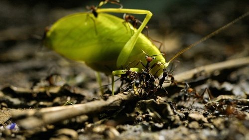 Army of the Ants Still